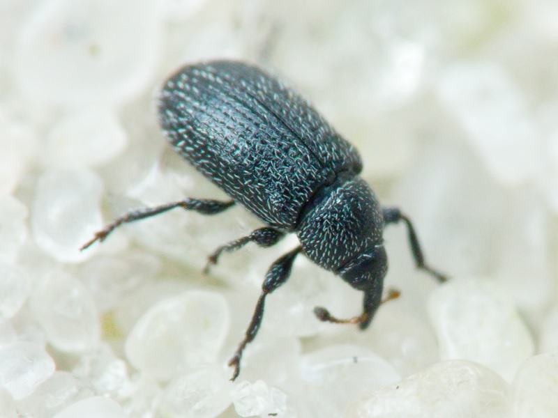 Gymnetron melanarium Germar, 1821